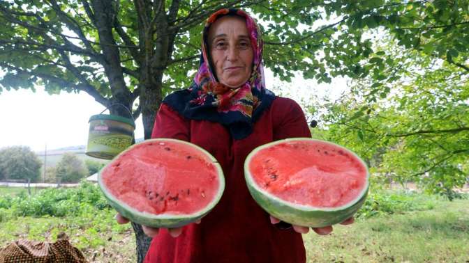 Büyükşehir’den çilek ve karpuz desteği. Yüzde 50 hibe