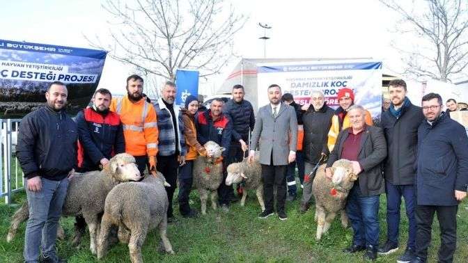 Büyükşehir’den üreticilere damızlık koç desteği