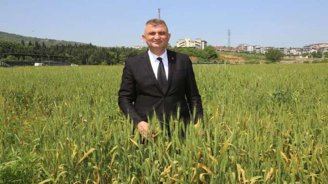 Gölcük Belediyesi buğday yetiştiriyor