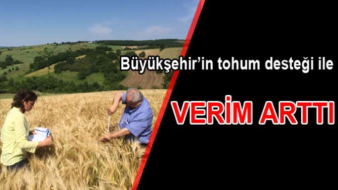 Hasatlar toplanmaya başlandı