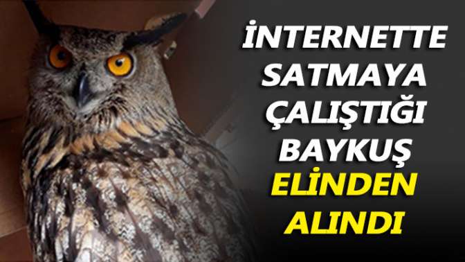 İnternetten satmaya çalıştığı baykuş elinden alındı