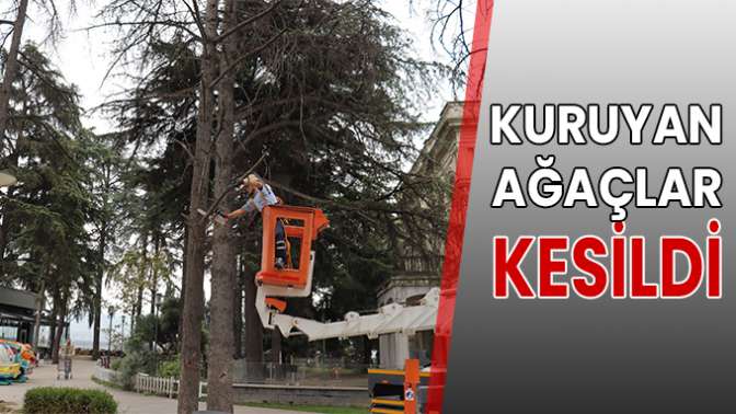 İzmit Belediyesi tehlike arz eden ağaçlar için önlem alıyor