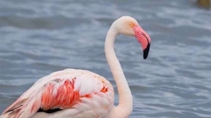 İzmit Körfezi’nin pembe süsleri geldi