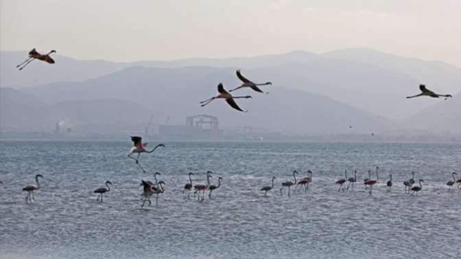 İzmit Körfezinde 351 flamingo kanat çırpıyor