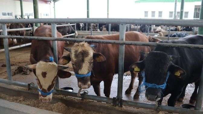 İzmit’te Kurbanlık Satışları Başladı