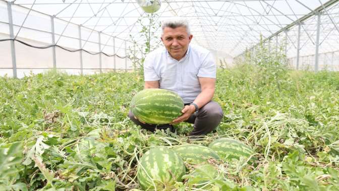 Kandıra Karpuzu’nda Hasat Şöleni Başladı!