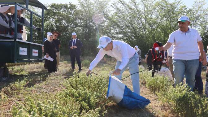 Kekik hasadı başladı, kullanım alanı çok fazla