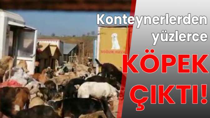 Konteynerlerden yüzlerce köpek çıktı!