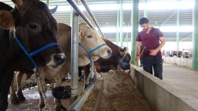 Kurbanlık alımını son güne bırakmayın: Hayvan az olduğu için fiyatlar yükselir