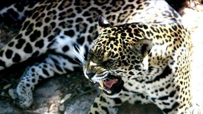 Müzmin bekar dişi jaguara eş aranıyor