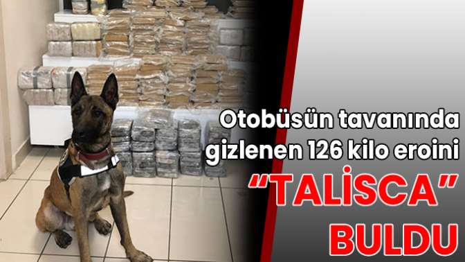 Otobüsün tavanında gizlenen 126 kilo eroini Talisca buldu