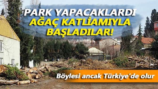 Park yapacaklardı, ağaç katliamıyla başladılar!