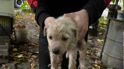 Dereye düşen yavru köpeği Büyükşehir İtfaiyesi kurtardı