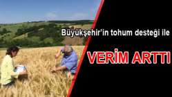 Hasatlar toplanmaya başlandı