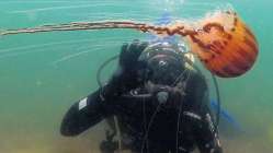 İzmit Körfezi’nde zehirli denizanası alarmı
