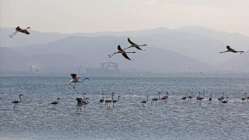 İzmit Körfezi'nde 351 flamingo kanat çırpıyor