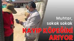 Muhtar, sokak sokak gezip kayıp köpeğini arıyor