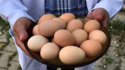 Üreticilere yüzde 50 hibeli yumurta tavuğu