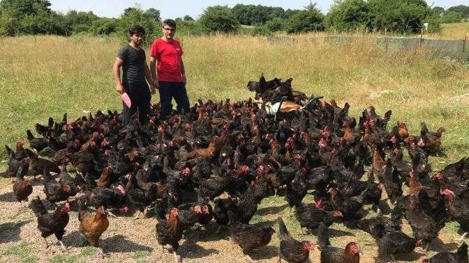 Üreticiye yüzde 50 hibeli yumurta tavuğu desteği
