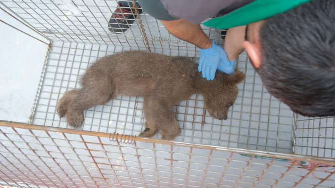 Yaralı bulunan ayı yavrusu Ormanyada tedavi altına alındı