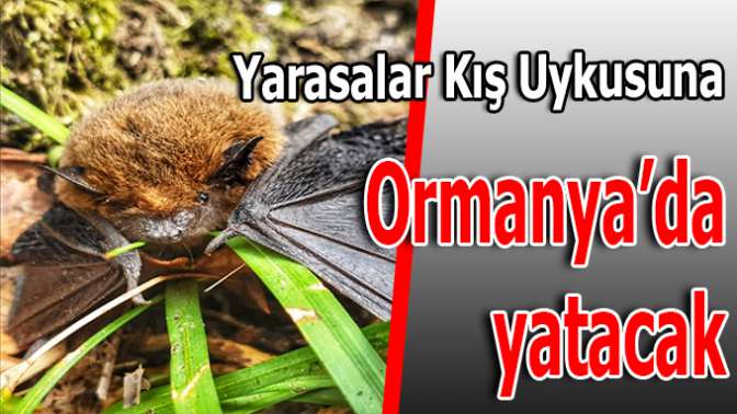 Yarasalar İçin Tanıtım Alanları Oluşturuldu