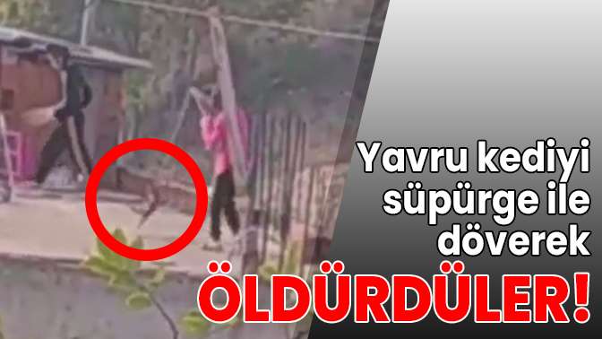 Yavru kediyi döverek öldürdüler!