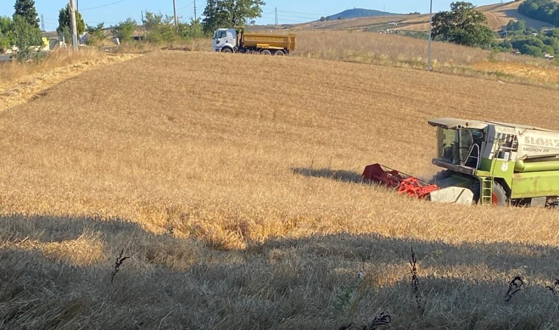 Körfez Belediyesi, kırsal alanda atıl durumdaki tarım arazilerinde ekim yaptı;