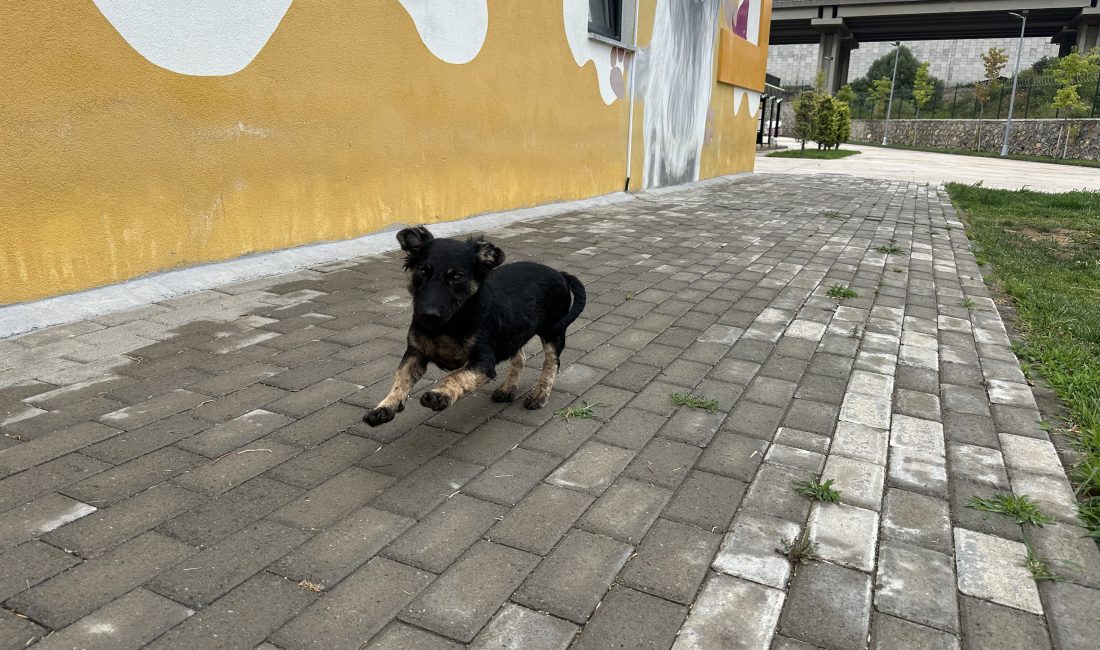 Çayırova Belediyesi Sokak Hayvanları Bakımevi ve Rehabilitasyon Merkezi’nde zifte bulanmış