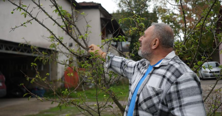 Kocaeli'de kış ayına girilmesine günler kala çiçek açan erik ağaçları