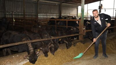 Büyükşehir Belediyesi’nin damızlık manda desteği sonrası Kocaeli’de manda sayısında artış