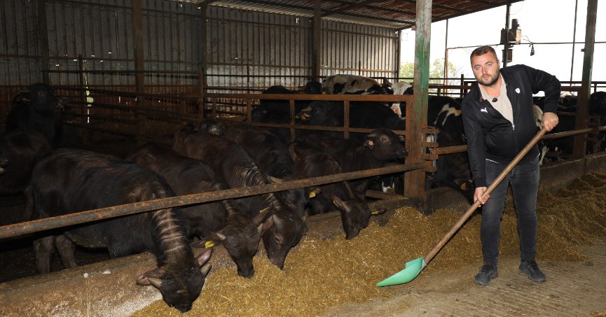 Büyükşehir Belediyesi’nin damızlık manda desteği sonrası Kocaeli’de manda sayısında artış