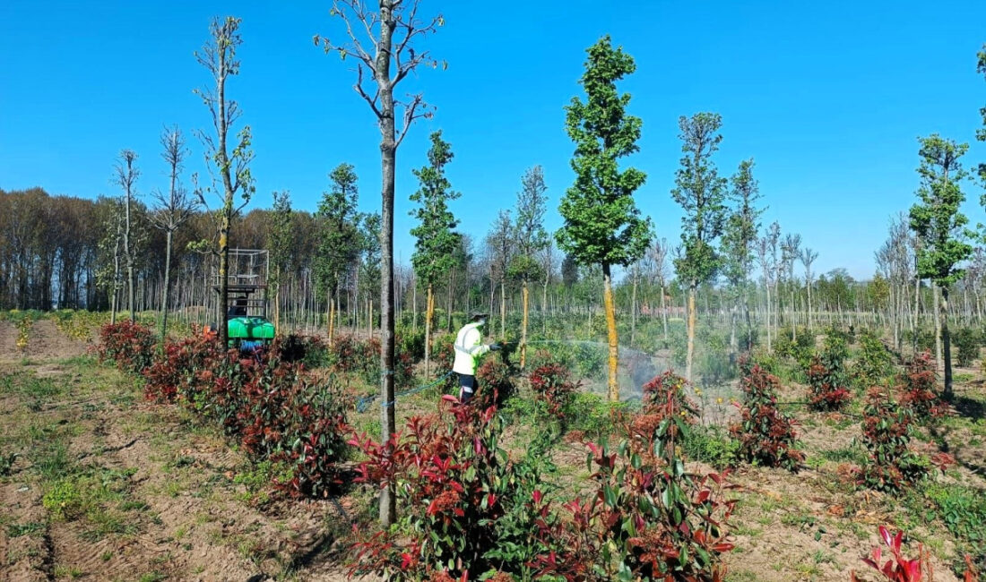 Kocaeli Büyükşehir Belediyesi, üretim fidanlığındaki fidanların sağlıklı gelişimini desteklemek amacıyla