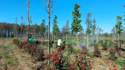 Kocaeli Büyükşehir Belediyesi, üretim fidanlığındaki fidanların sağlıklı gelişimini desteklemek amacıyla