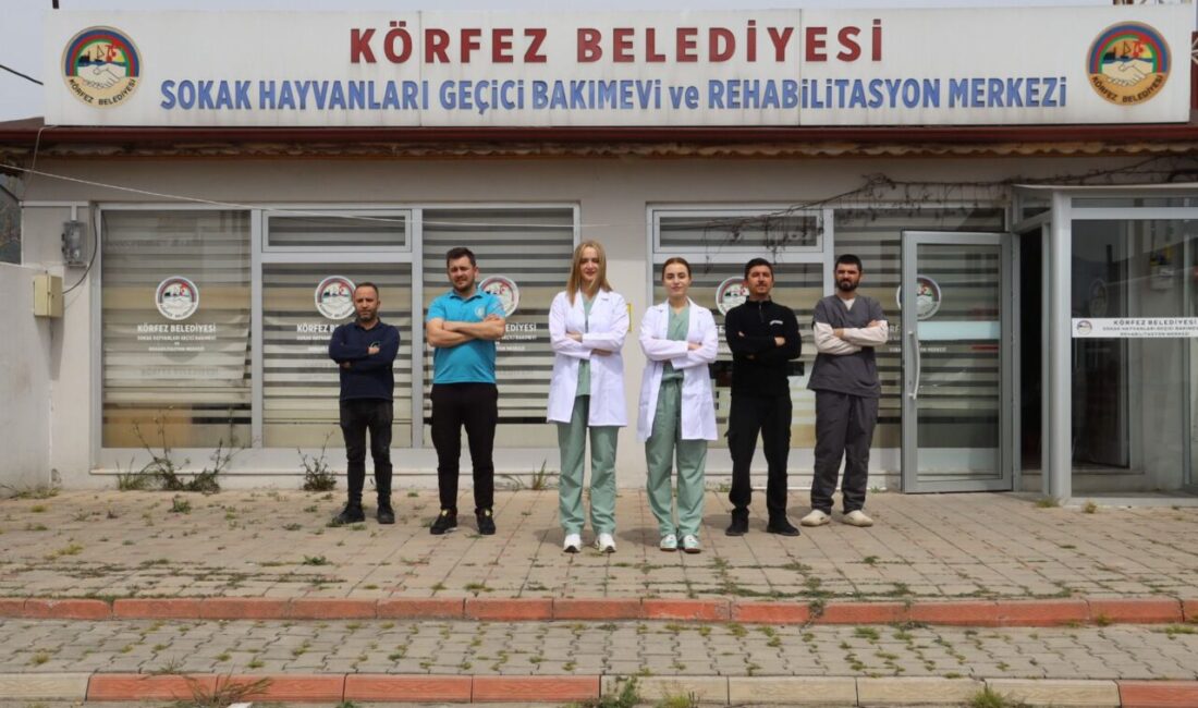 Körfez’de sokakta yaşam mücadelesi veren “Kral” isimli kedi, az sayıda