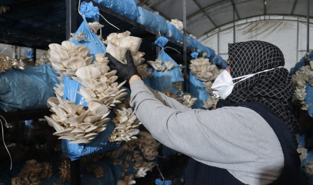 Üreten Belediye İzmit Belediyesi, kendi mantar üretim tesisinde yetiştirdiği istiridye