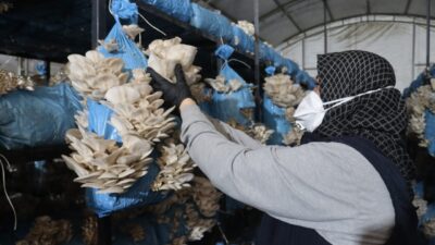 Üreten Belediye İzmit Belediyesi, kendi mantar üretim tesisinde yetiştirdiği istiridye