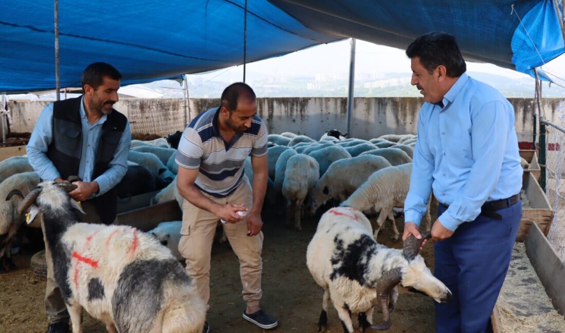 Farklı illerden getirilen kurbanlıkların yer aldığı İzmit Belediyesi Modern Hayvan