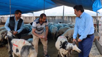 Farklı illerden getirilen kurbanlıkların yer aldığı İzmit Belediyesi Modern Hayvan