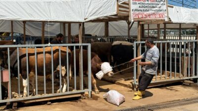 İzmit Belediyesi Modern Hayvan Pazarı’nda Kurban Bayramı’nın birinci gününde de