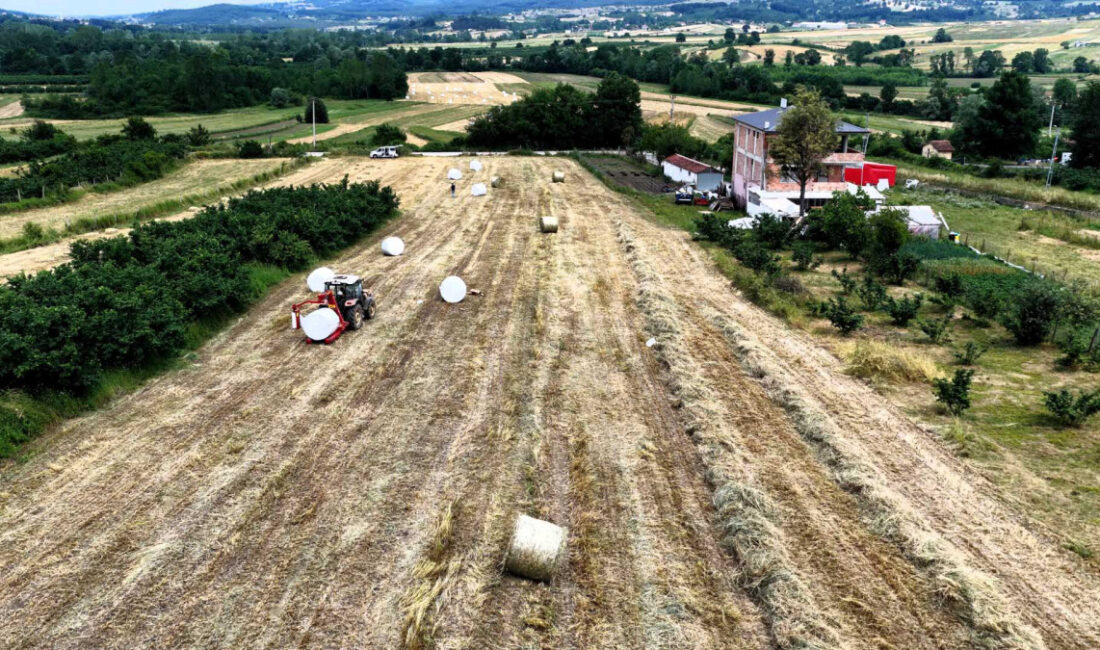 Kocaeli Büyükşehir Belediyesi’nin yüzde 75 hibeli süt otu tohumu desteğinden