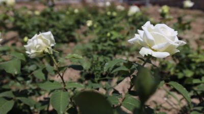 Başiskele’nin yeni yaşam alanlarından Gül Bahçesi’nde ilk gül dikimleri gerçekleştirildi