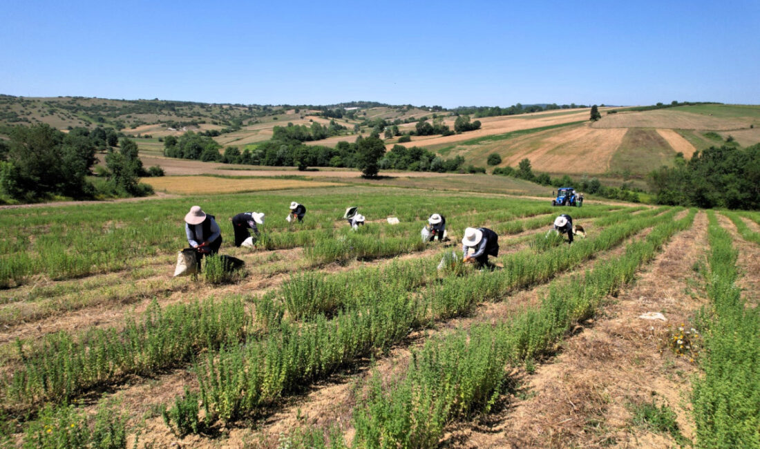 Kocaeli Büyükşehir Belediyesi tarafından ‘Tıbbi ve Aromatik Bitki Yetiştiriciliği Projesi’
