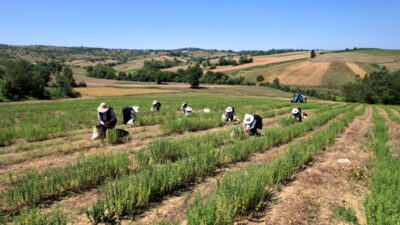 Kocaeli Büyükşehir Belediyesi tarafından ‘Tıbbi ve Aromatik Bitki Yetiştiriciliği Projesi’