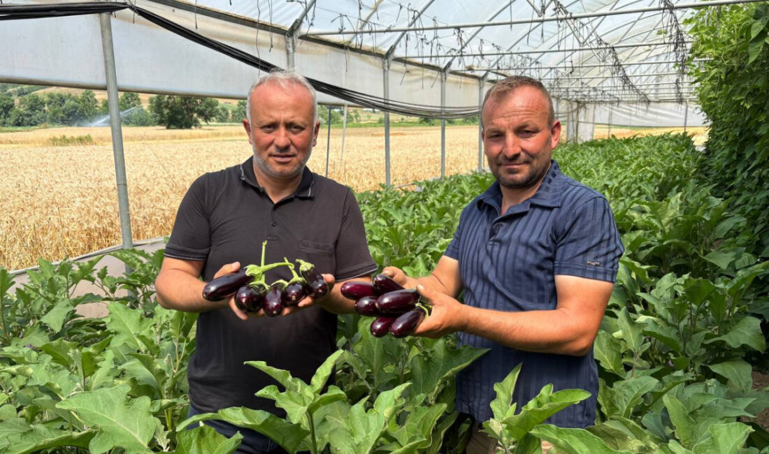 Kocaeli Büyükşehir Belediyesi’nin yüzde 50 hibeli, anahtar teslim modern sera