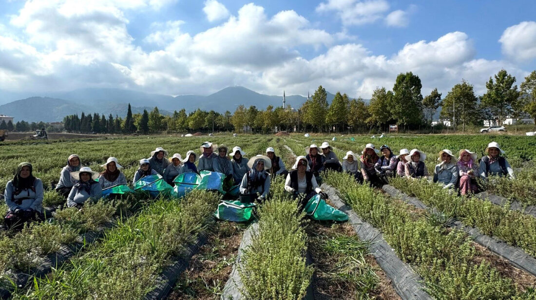 Kocaeli Büyükşehir Belediyesi’nin Tıbbi ve Aromatik Bitki Yetiştiriciliği Projesi (TABİP),