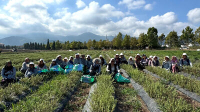 Kocaeli Büyükşehir Belediyesi’nin Tıbbi ve Aromatik Bitki Yetiştiriciliği Projesi (TABİP),