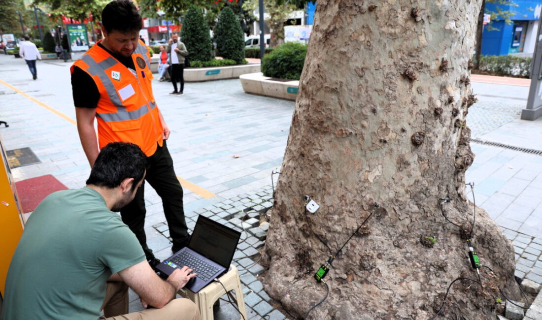 Kocaeli Büyükşehir Belediyesi, kentin doğal mirası niteliğindeki anıt ağaçların korunması
